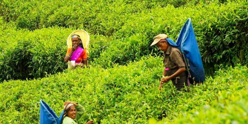 Tea Plucking and Tea Factory: Visit from Nuwara Eliya - Is $53 a fair price?