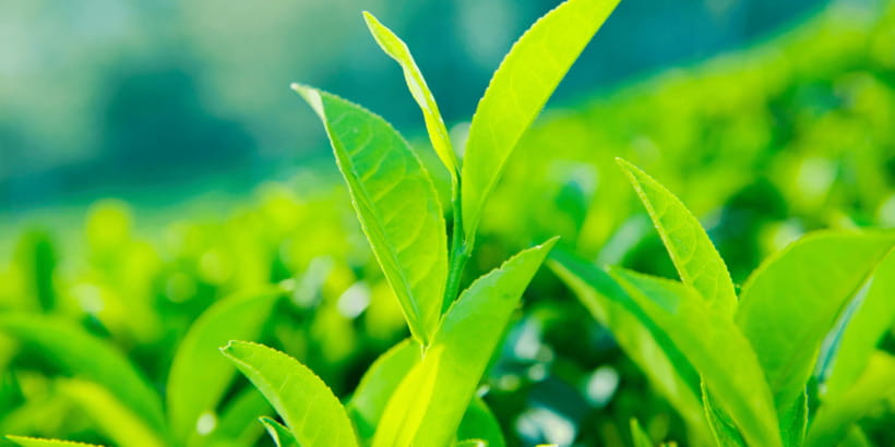 Tea Trail of Nuwara Eliya - Key points at a glance