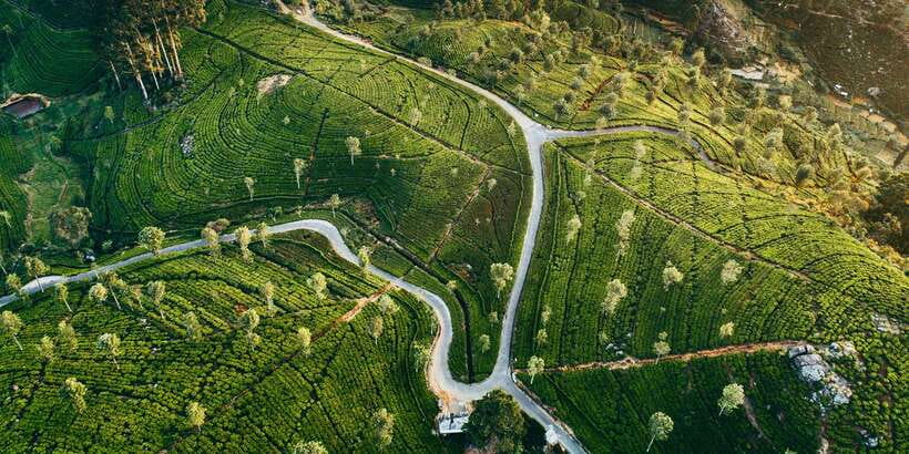 Tea Trail of Nuwara Eliya - Why Nuwara Eliya makes a good tea day from Kandy