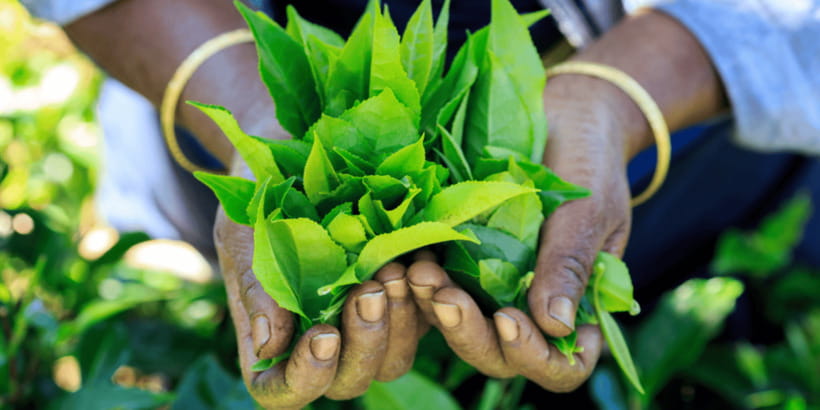 Tea Trail of Nuwara Eliya - Inside the factory, from withering to drying