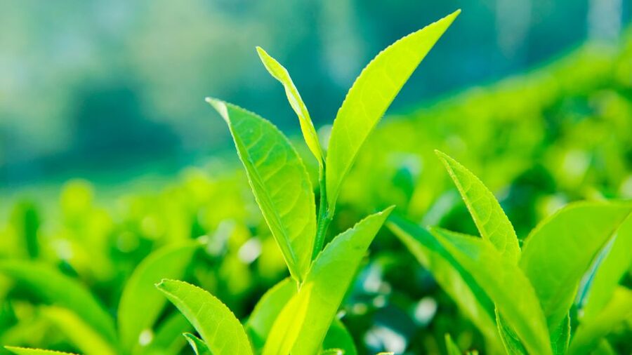 Tea Trail of Nuwara Eliya - High tea, lunch, and the estate viewpoint