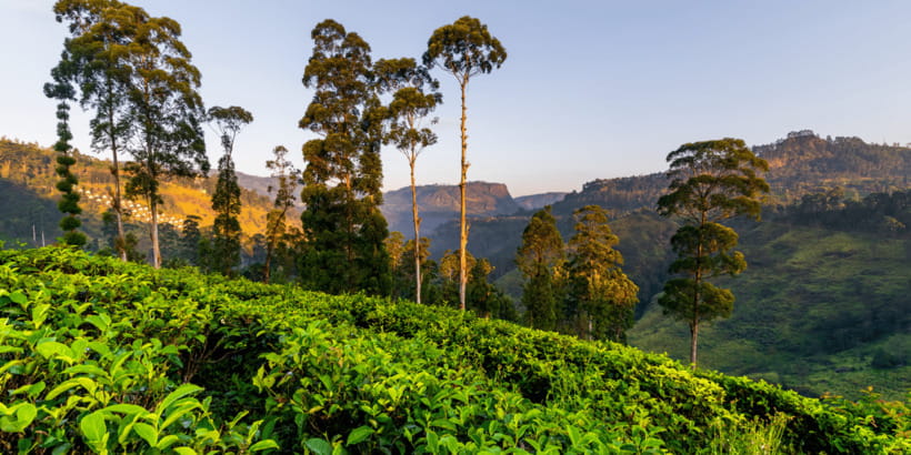 Tea Trail of Nuwara Eliya - Who will enjoy this tour most?