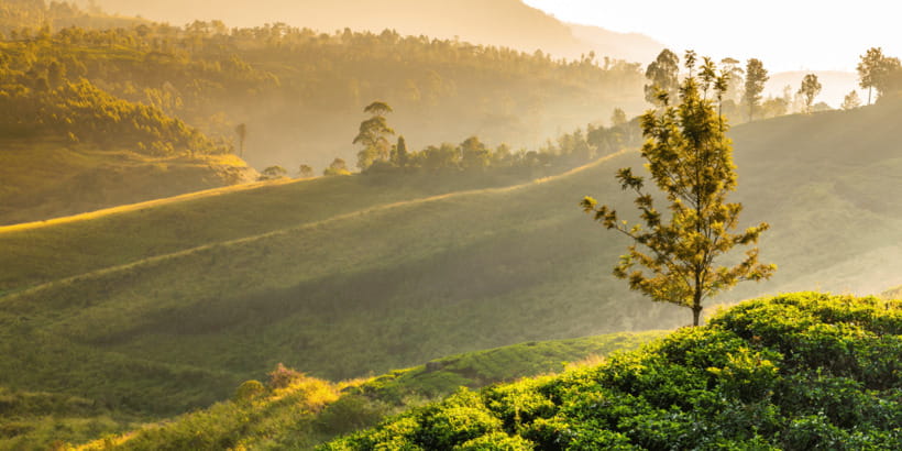 Tea Trail of Nuwara Eliya - Final verdict: book it for tea, not just scenery