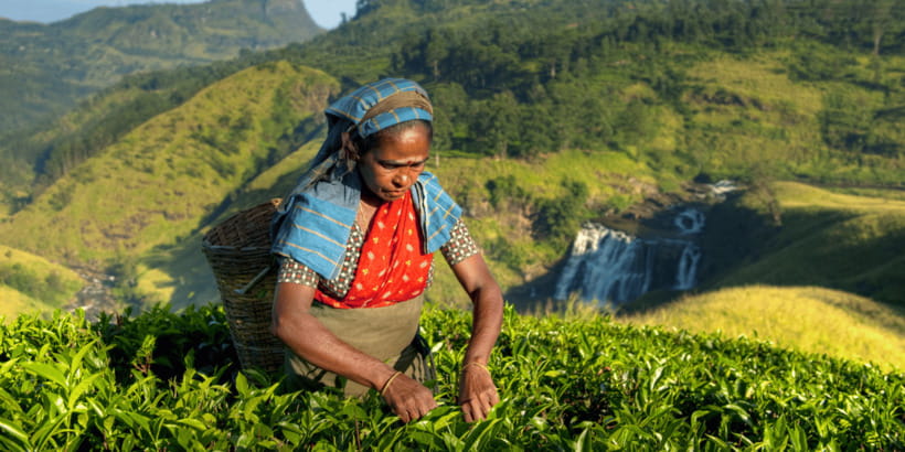 Tea Trail of Nuwara Eliya - Seeing the tea fields before entering the factory