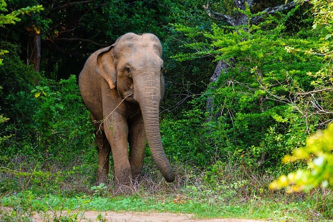 The Best Safari tour from Hambantota Port (Janaka safari) - What the six-hour safari is really like
