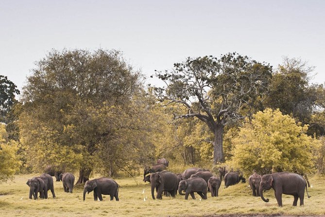 The Great Elephant Gathering Private Safari from Minneriya - Key points before you book