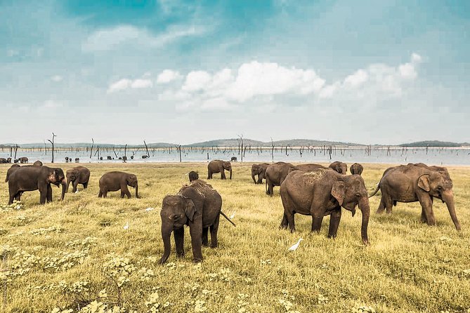 The Great Elephant Gathering Private Safari from Minneriya - Why Minneriya’s elephant gathering matters