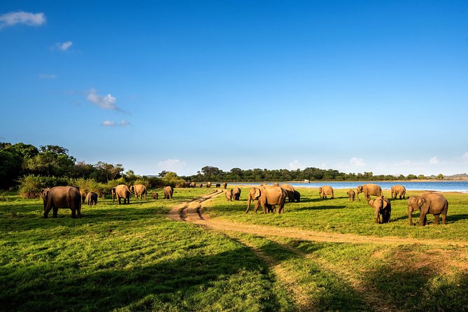 The Great Elephant Gathering Private Safari from Minneriya - Reaching the Minneriya Tank