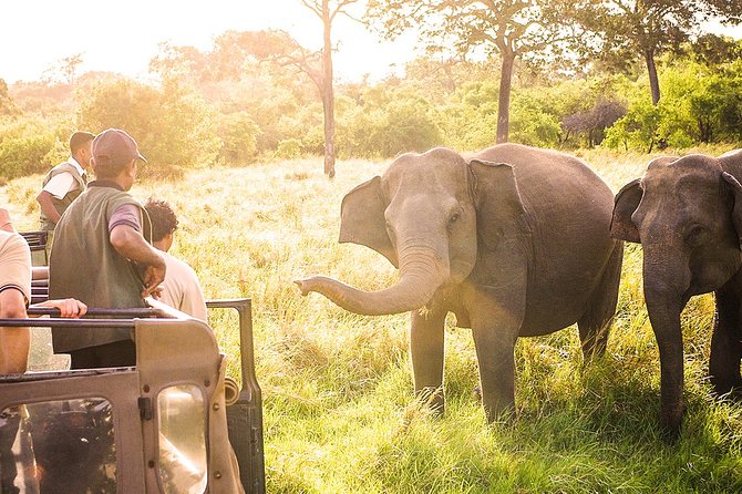 The Great Elephant Gathering Private Safari from Minneriya - What the private format is really worth