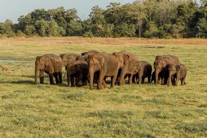 The Great Elephant Gathering Private Safari from Minneriya - When the seasonal dates matter most