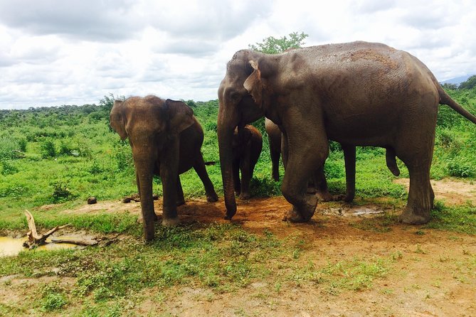 The Most Recommended Round Tour in Sri Lanka - Day 5: The Nanu Oya to Ella train journey