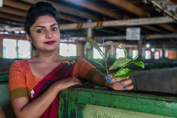 The Tea Hubs of Srilanka - Key Points Before You Book