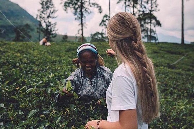 The Tea Hubs of Srilanka - The Private Format and the Morning Start