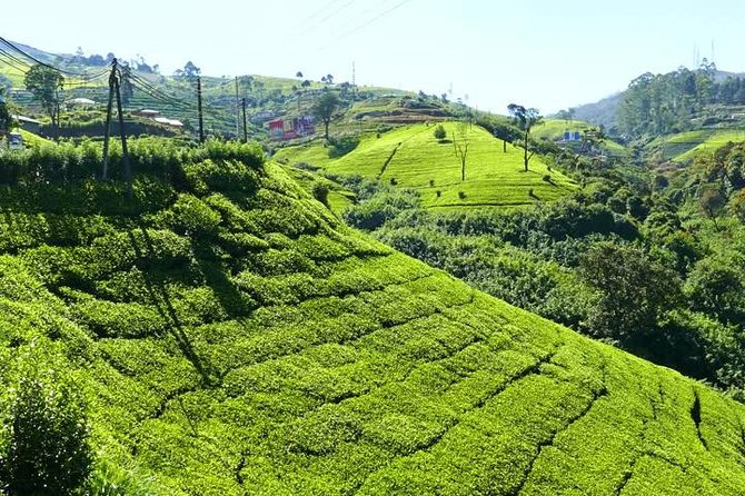 The Tea Hubs of Srilanka - Where the Experience Feels Strongest