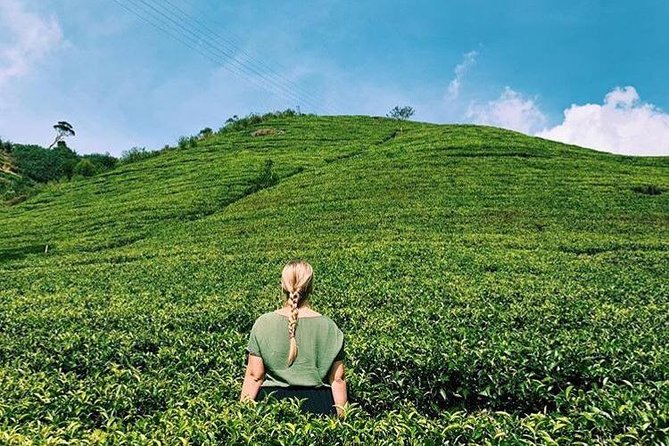 The Tea Hubs of Srilanka - Who Will Get the Most From This Day