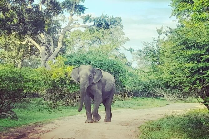 Tours and Transportation in Sri Lanka - Building a culture, nature, and beach itinerary