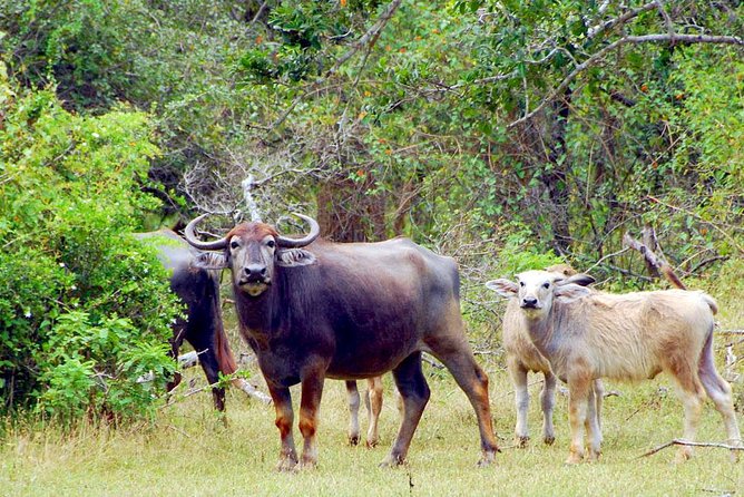 Travel to Ella from Galle with Udawalawe national park safari on the way - Elephants, sloth bears, and the pace of wildlife watching