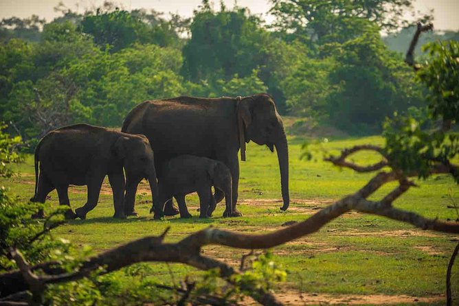 Travel to Ella from Galle with Udawalawe national park safari on the way - Who this experience suits best