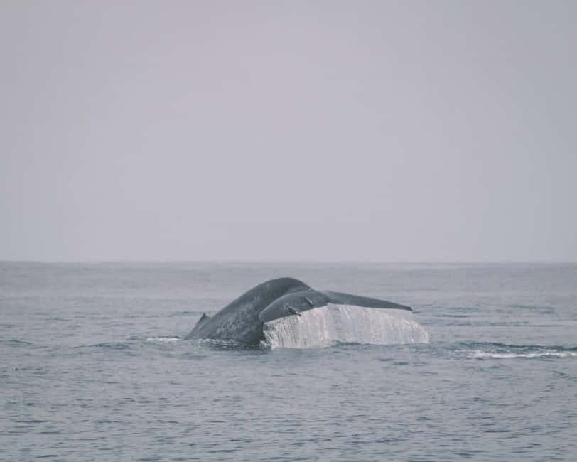 Trincomalee: Dolphin & Whale Watching Boat Tour - Key points before you book