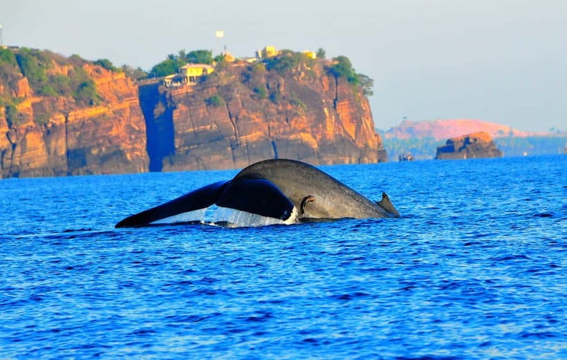 Trincomalee: Dolphin & Whale Watching Boat Tour - Spinner dolphins are often the main attraction