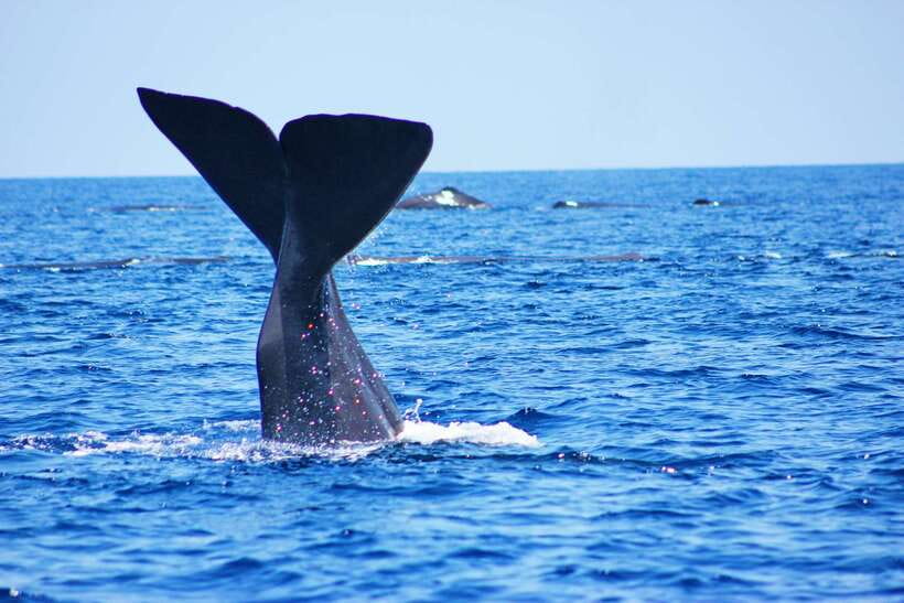 Trincomalee: Whale & Dolphin Safari Tour with Expert Guides - Key points to know before booking