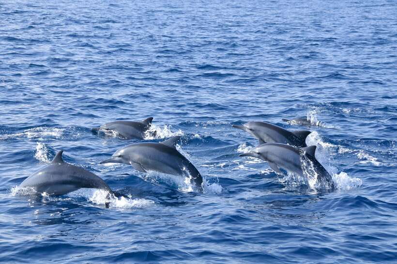 Trincomalee: Whale & Dolphin Safari Tour with Expert Guides - Meeting the boat at Trinco Bay Dive Center