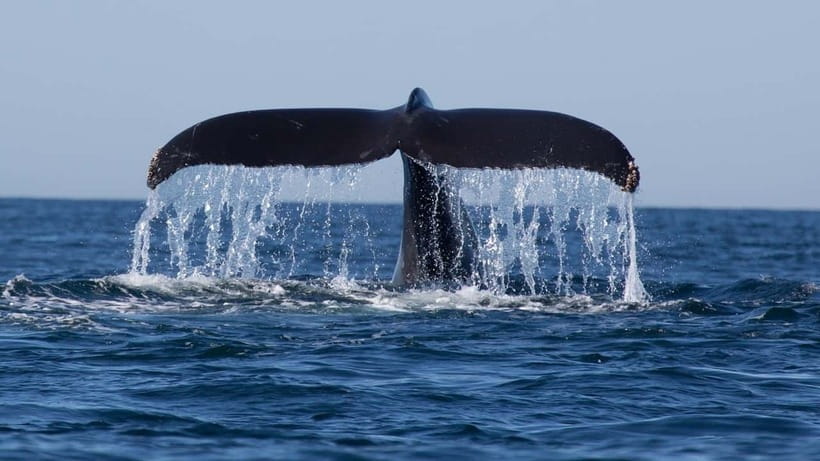Trincomalee: Whale & Dolphin Safari Tour with Expert Guides - Searching for dolphins, whales, and seabirds