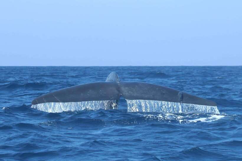 Trincomalee: Whale & Dolphin Safari Tour with Expert Guides - What happens when whales do not appear