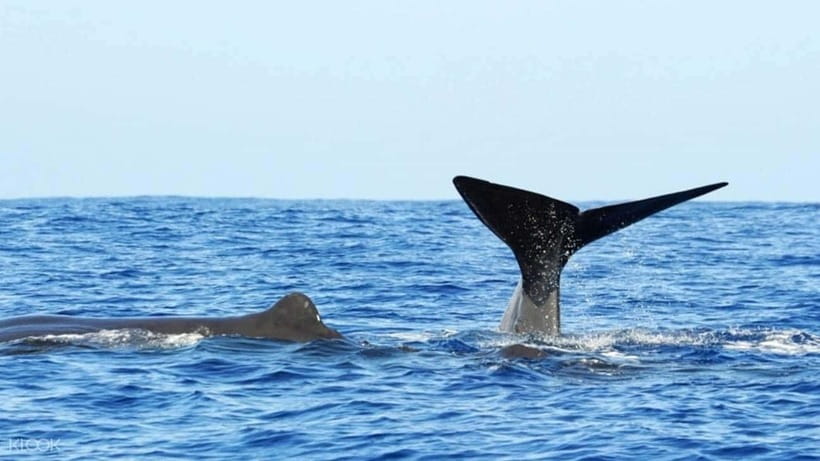 Trincomalee: Whale & Dolphin Safari Tour with Expert Guides - Is $71 a fair price?