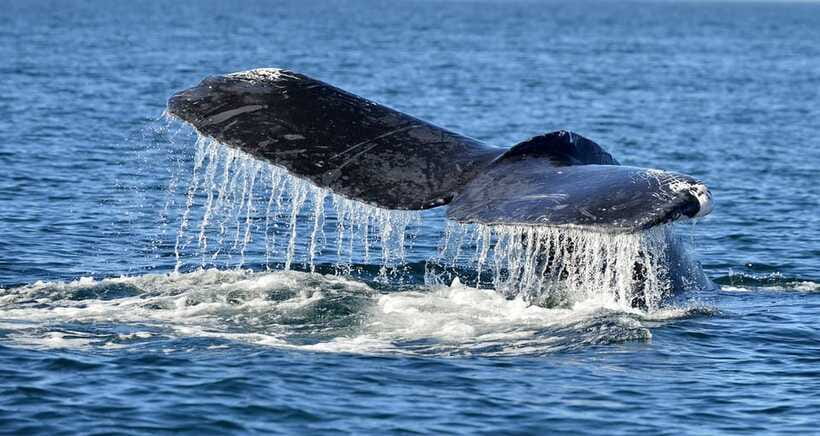 Trincomalee: Whale & Dolphin Safari Tour with Expert Guides - Who should book this Trincomalee safari?