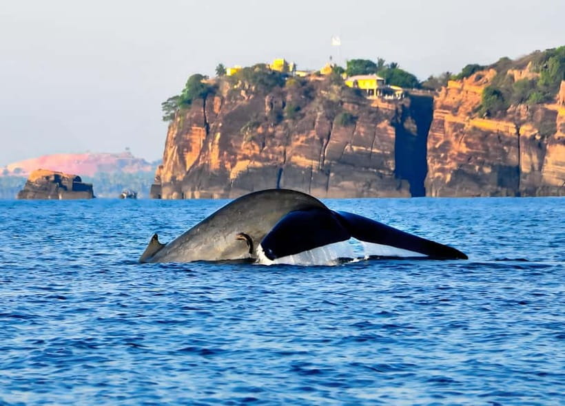 Trincomalee: Whales Watching and Navy Island Snorkeling Tour - Who Will Enjoy This Morning Most