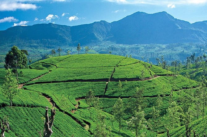 Tuk tuk colombo Sightseeing tour - What the price really gives you