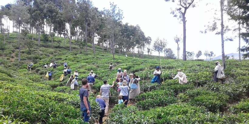 Tuk-Tuk Safari Liptons seat,Tea Fields Hike,TeaFactory Tour - Who should book this tea-country tour?