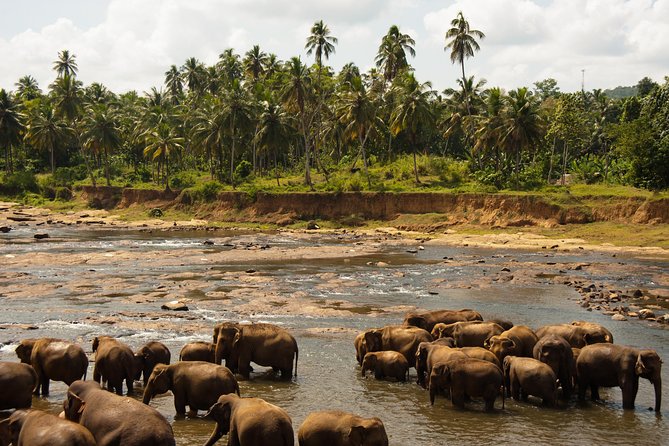 Uda Walawa Safari 1-Day-Tour from Mirissa, Weligama, Ahangama - What you may see in Udawalawe