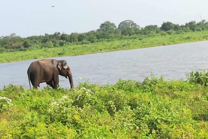 Uda Walawa Safari 1-Day-Tour from Mirissa, Weligama, Ahangama - The 5:00 am pickup from Mirissa