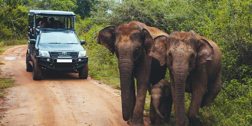 Udawalawa National Park: All-Inclusive Private Day Tour - The three-hour Jeep safari