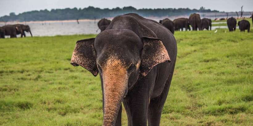 Udawalawa National Park: All-Inclusive Private Day Tour - What the private format really gives you