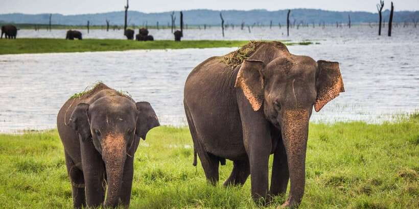 Udawalawa National Park: All-Inclusive Private Day Tour - From hotel pickup to the park gate