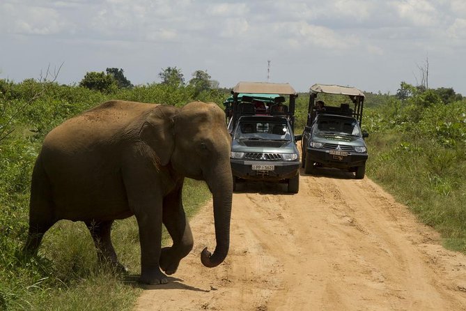 UDAWALAWA National Park ALL INCLUSIVE Tour with PICK UP INCLUDED - Choosing between a morning, afternoon, and full-day safari