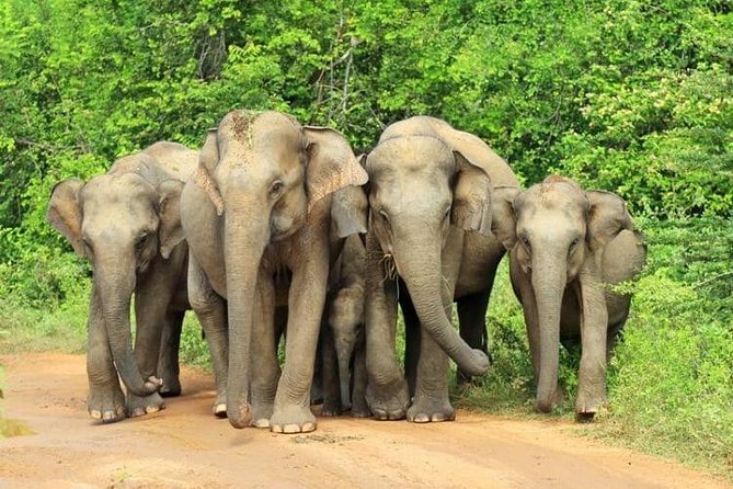 Udawalawa National Park Day Tour - Why Udawalawe is worth the long ride