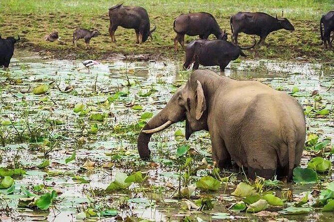 Udawalawa National Park Day Tour - Six hours among Udawalawe’s elephants