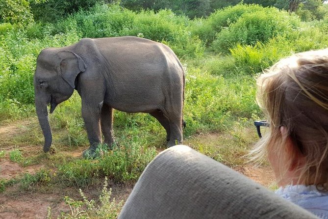 Udawalawa National Park half day Safari - From Galle to the park by private vehicle