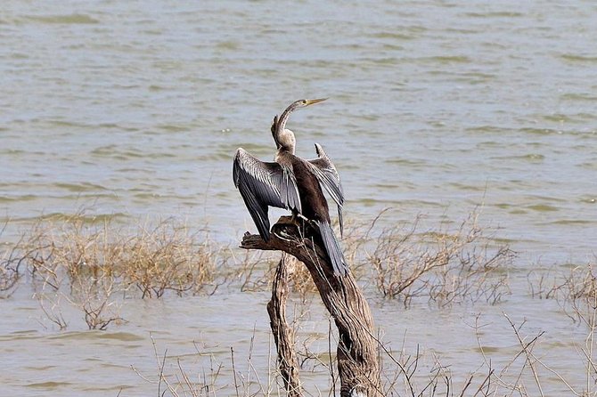 Udawalawa National Park half day Safari - Three hours among elephants and water birds