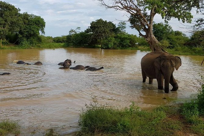 Udawalawa National Park half day Safari - Why the private jeep changes the experience