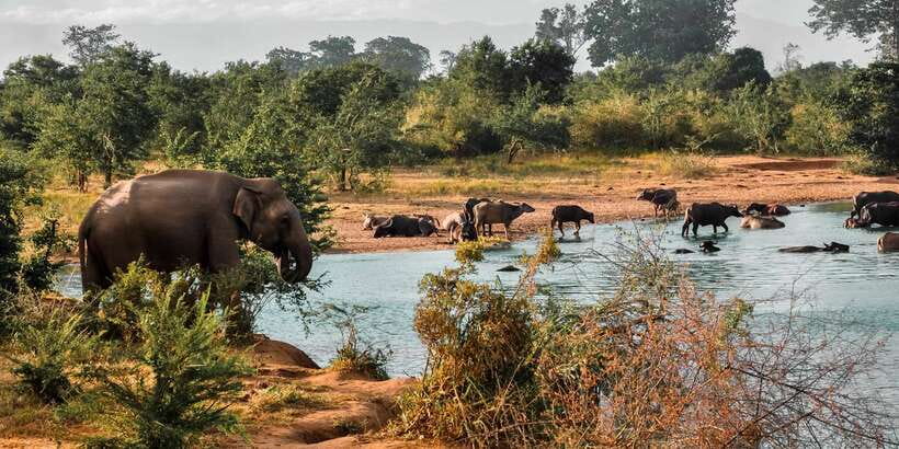 Udawalawa National Park: Private Safari - The three-hour wildlife drive