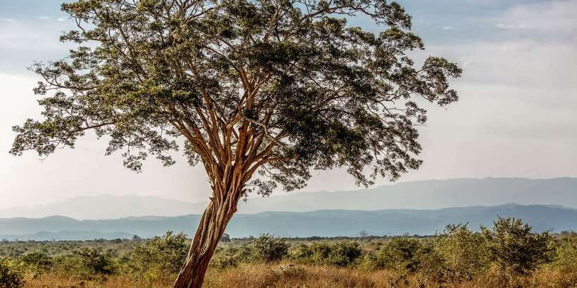 Udawalawa National Park: Private Safari - The guides are the real value