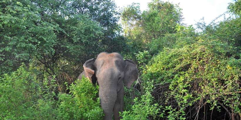 Udawalawa National Park: Private Safari - Wildlife etiquette and the problem of too many jeeps