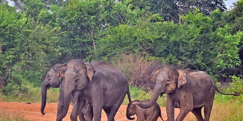 Udawalawa National Park: Private Safari - Who will get the most from this safari