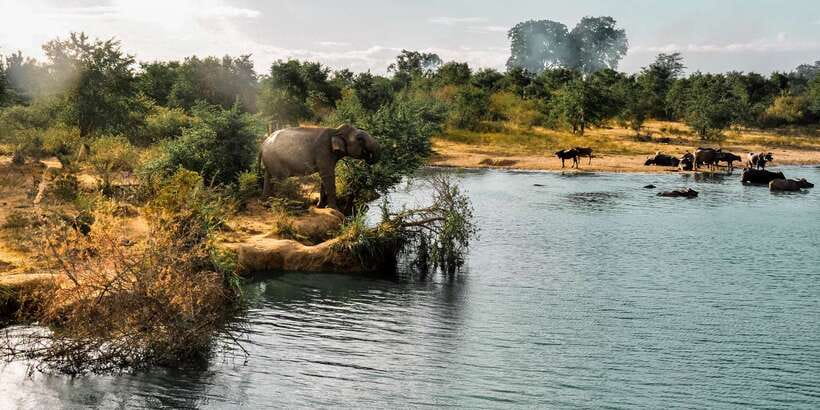 Udawalawa National Park: Private Safari - From pickup to the park gate