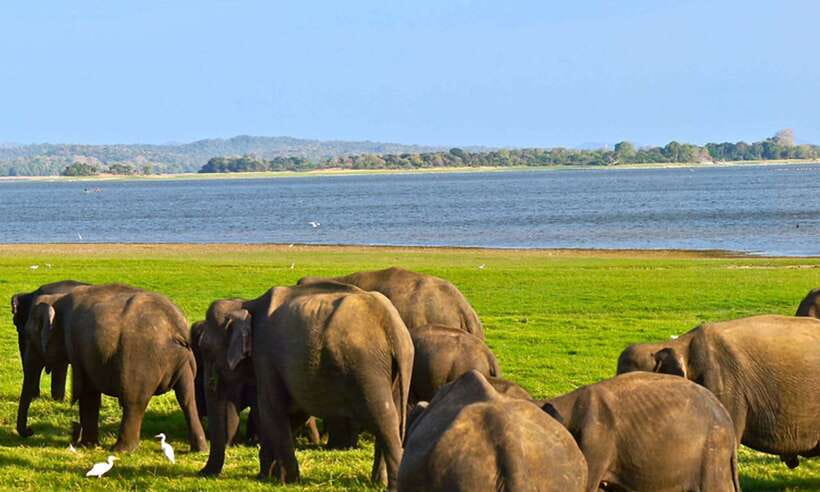Udawalawa National Park Safari Tour with Experienced Guides - Who should book this Udawalawe safari?